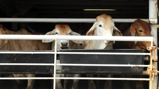 Cattle on a ship