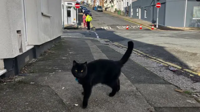 Cat on road in Keyham