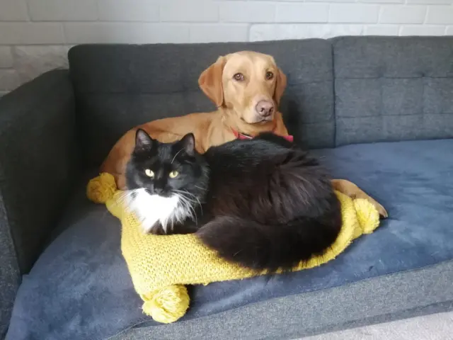 Dog and cat