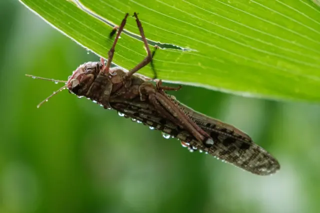 A locust in a maize field in 2021.