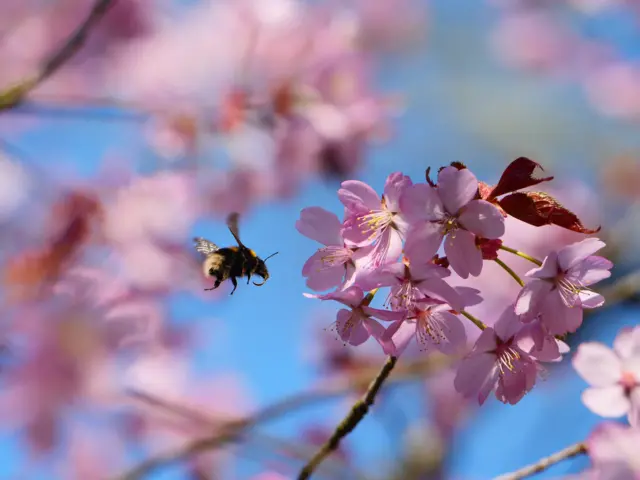 A bumblebee nectaring on pink cherry blossom