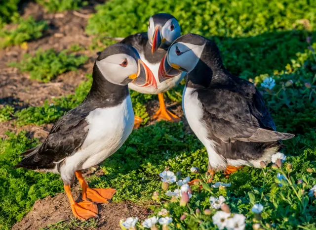 Puffins on Skomer island, in Wales