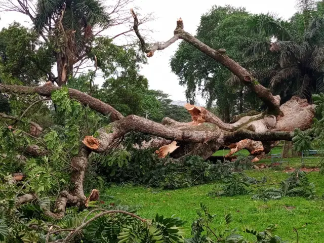 A Canarium tree believed to be over 150 years old in Uganda's Kyambogo University