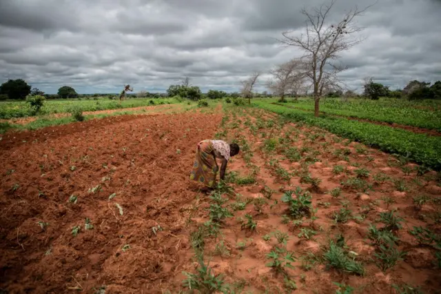 A woman in the field