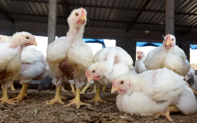 A generic photo of chickens in Senegal.