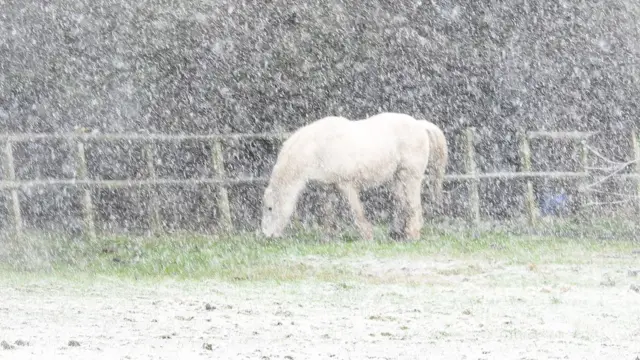 Horse in snow