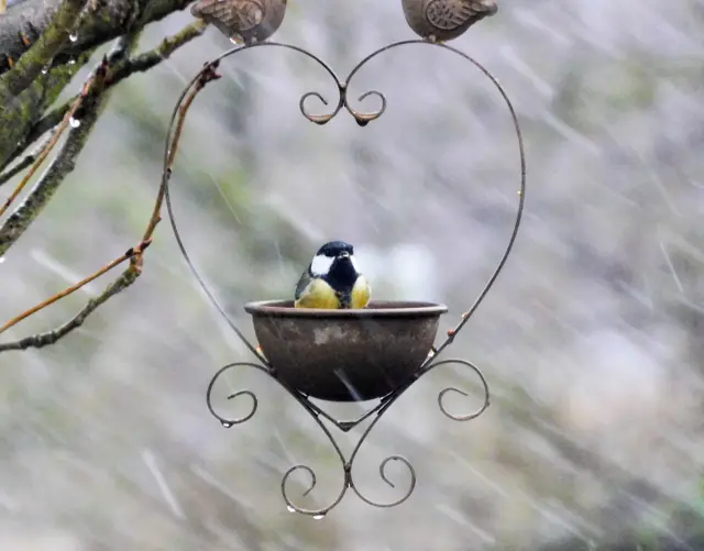 Blue Tit in Heanor