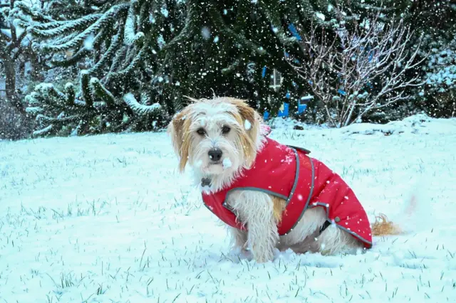 Snowy dog in Wingerworth, Derbyshire