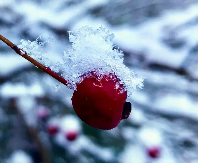 Snow settles on a berry in Inverness, in the Highlands