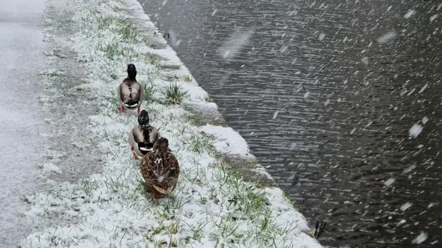 Ducks in Linthwaite snow