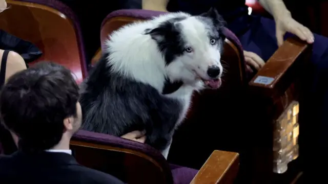 A black and white dog looks backwards as he sits on a cushioned chair