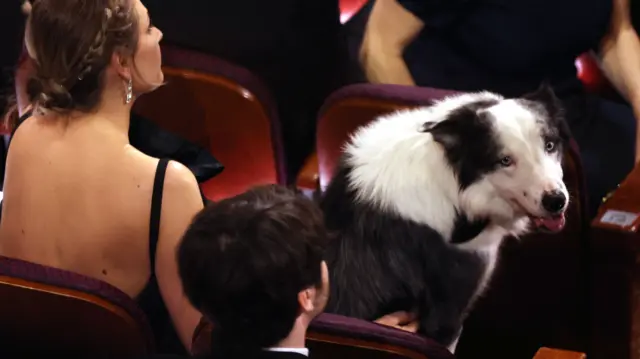 Messi, the dog who plays Snoop in 'Anatomy of a Fall', sits in the audience