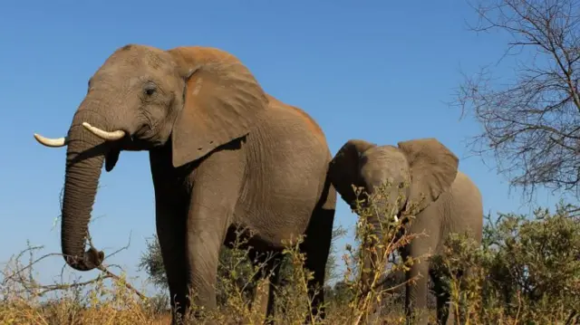 Elephants in safari