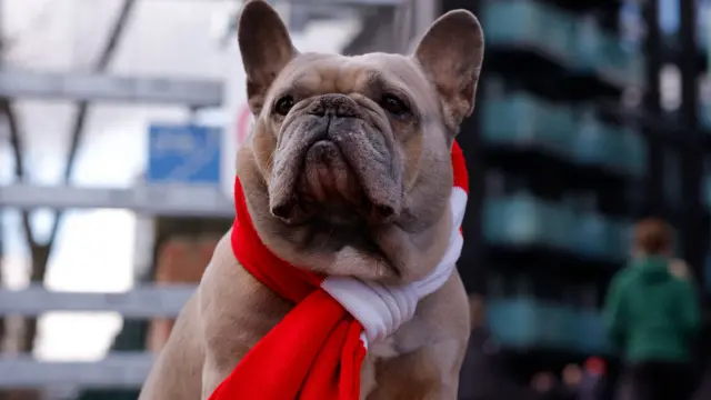 Dog wearing Brentford scarf