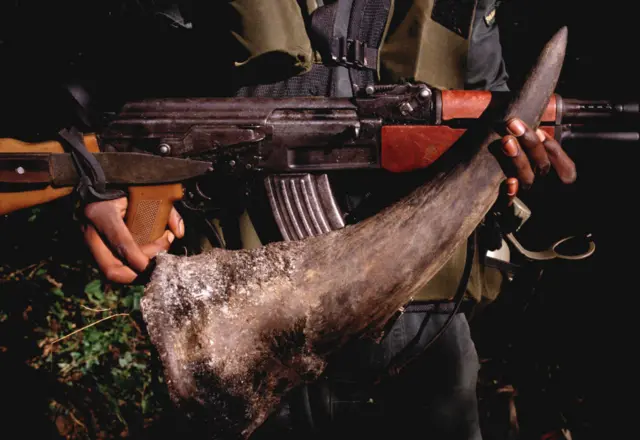 MANA POOLS, ZIMBABWE - MARCH 1989: Rhino horn confiscated from poachers by National Park Rangers at Mana Pools, Zimbabwe.