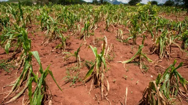 A general view of a maize field destroyed by dry spells at Lunzu in Blantyre, Southern Malawi, on February 14, 2018.