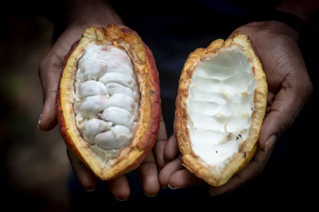 A recently opened cocoa pod in Ghana. Photo taken in 2020.