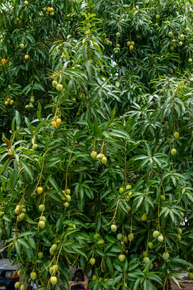 Mangos on a tree near Accra, Ghana.