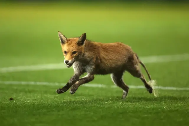 A fox invades the pitch during Portsmouth v Derby