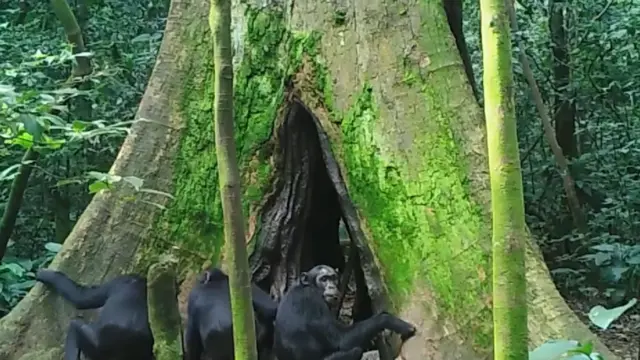 Chimps tucking into the poo.