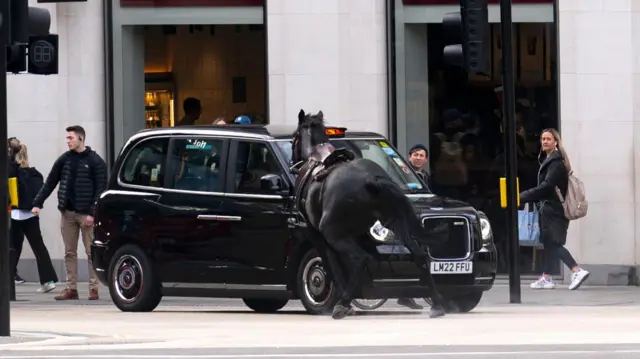 A black horse collides with a London Taxi after bolting down the A4 near Aldwych