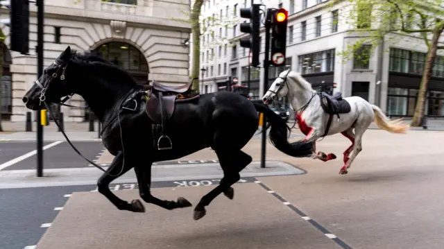 Two horses, one black and one white but bloodied, on the loose bolt through the streets of London near Aldwych.