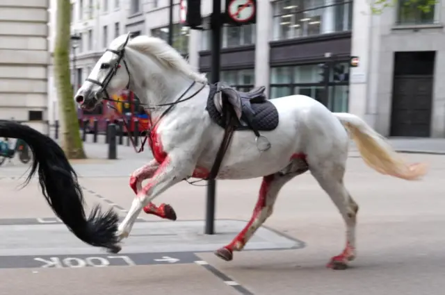 Horse with blood on it