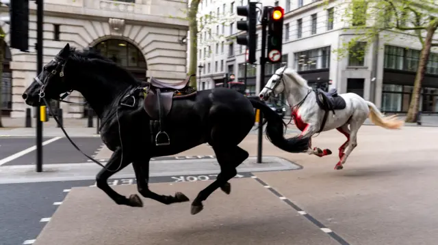 Two horses on the loose bolt through the streets of London near Aldwych.