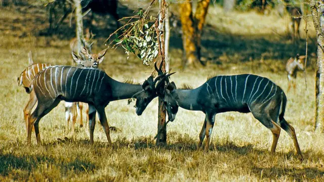 Aimals in Ruaha National Park, Tanzania