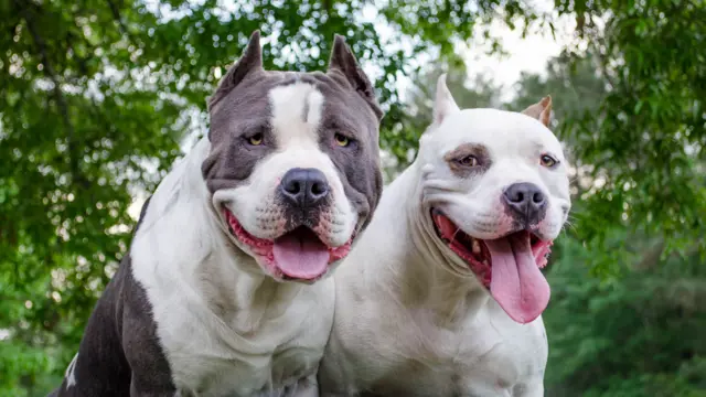 Two pit bulls