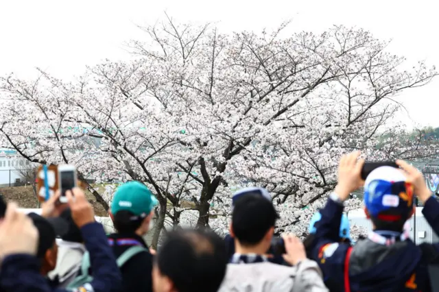 Blossom at the Japanese Grand Prix