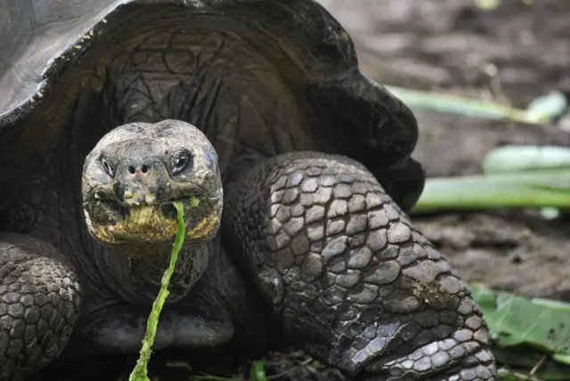 A Galapagos giant tortoise, chelonoidis spp., walking. San Cristobal Island. Galapagos Islands, Ecuador.