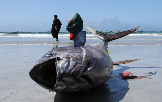 Somali women walk near a fish put on display by fishermen at the Liido beach in Mogadishu, Somalia May 13, 2024