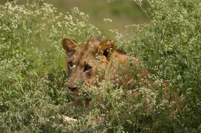 A lioness in the wild,Nairobi,Kenya - stock photo