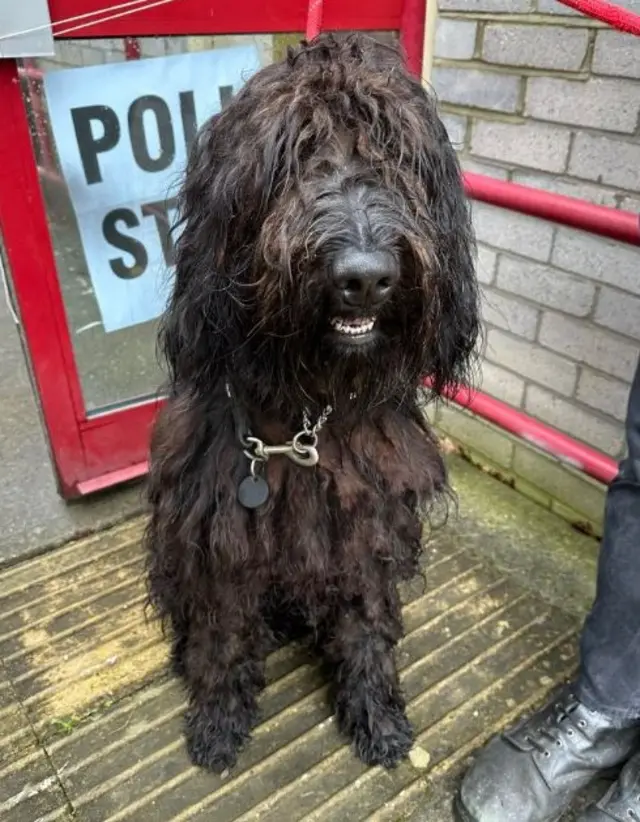 Doug, a dark shaggy haired Bergamasco, sits outside a polling station