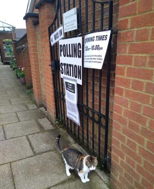 Pepper the cat next to a gate showing polling station signs