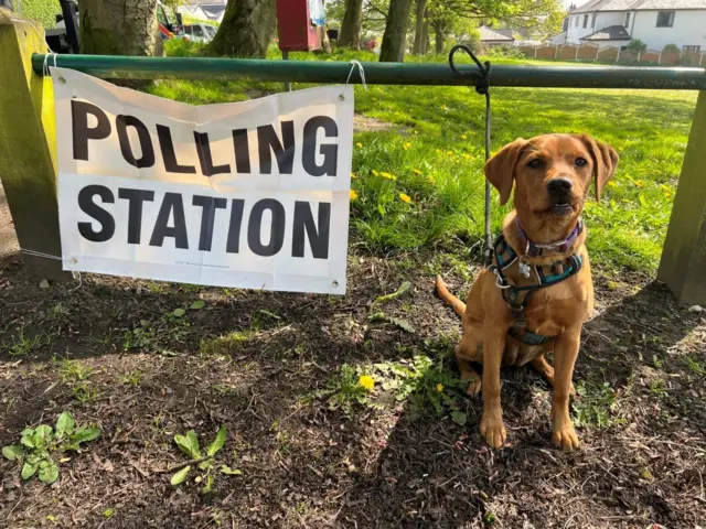 Poppy sits by a grassy area near a polling station sign