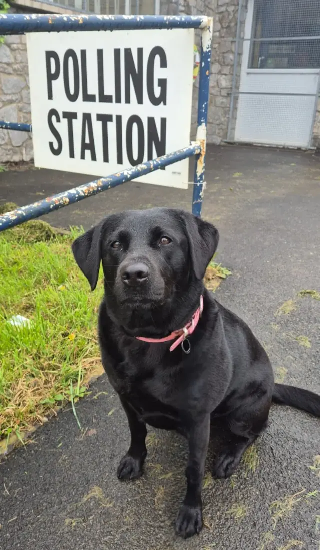 Suki the dog outside a polling station in Bridgend