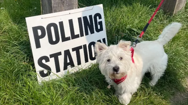 A white dog beside a polling station sign