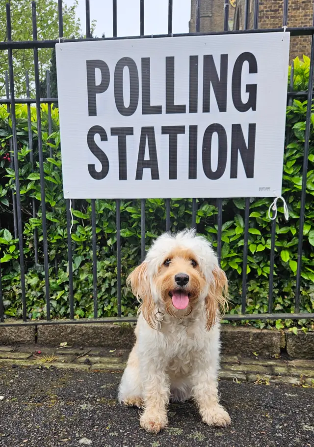 Crumble the cockerpoo sits beneath a polling station sign on black railings