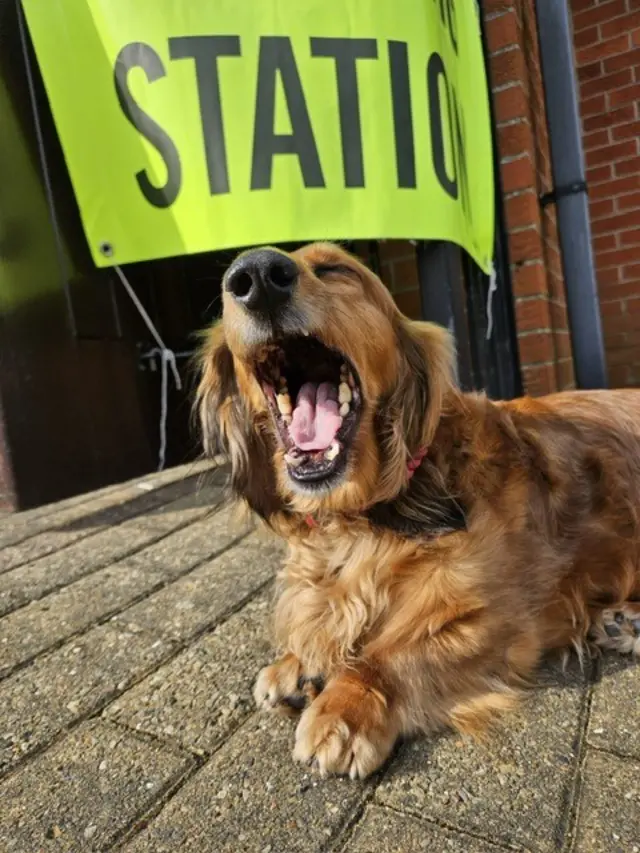 Schnozz outside a polling station