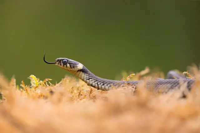 Grass snake