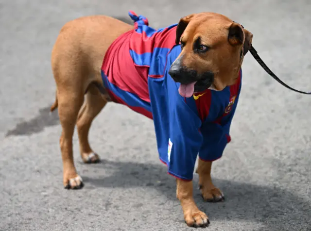 Good boy in a Barca shirt