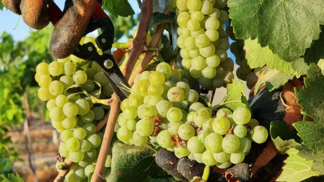 An anonymous farm worker harvests grapes in Israel.