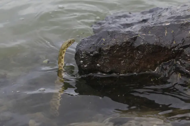 Water snake peeks from the river near big rock