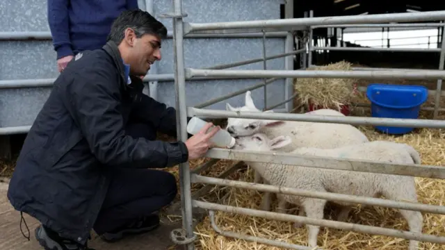 Rishi Sunak feeding lambs during his campaign trail
