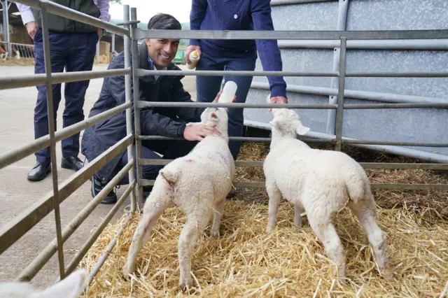 Rishi Sunak bottle-feeding lambs