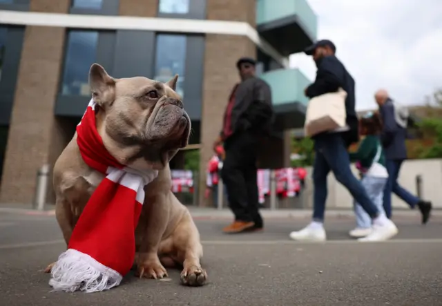 Dog outside Brentford Community Stadium