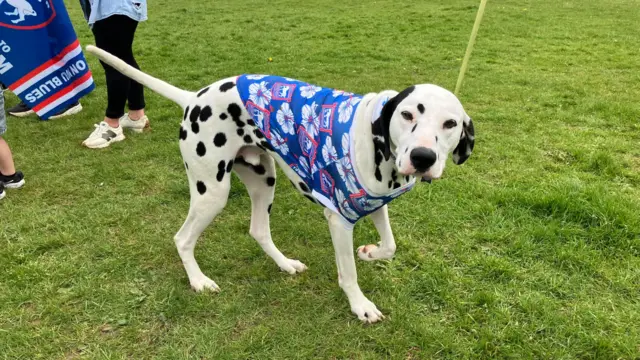 A dog in Ipswich colours