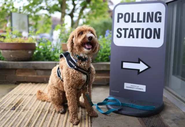 Dog at a polling station